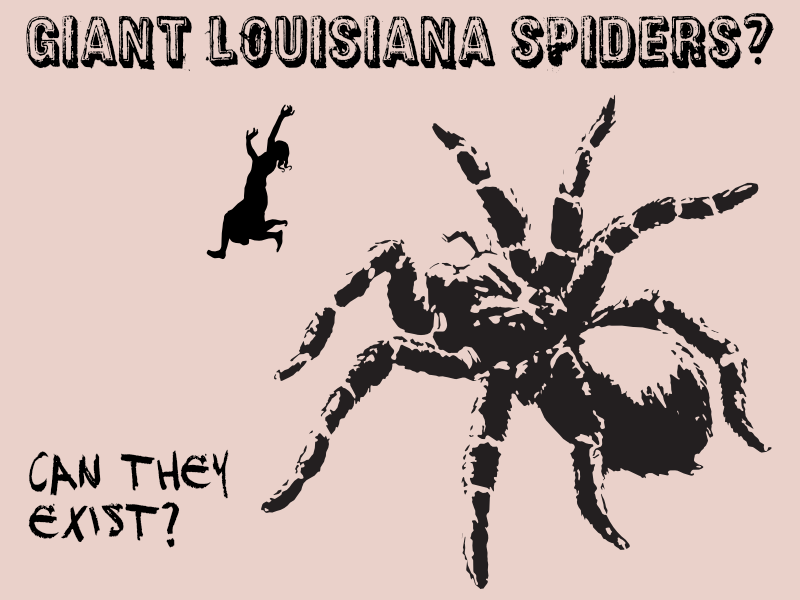 giant lousiana spiders